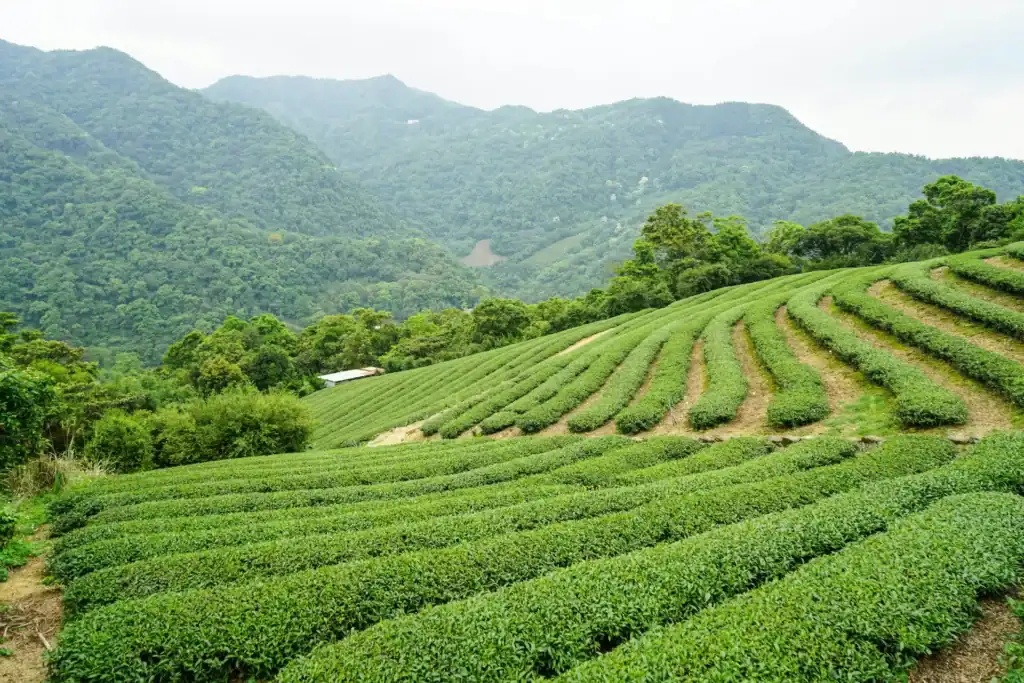 uprawa zielonej herbaty