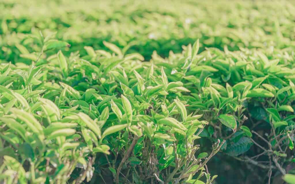 Jak powstaje czarna i zielona herbata?