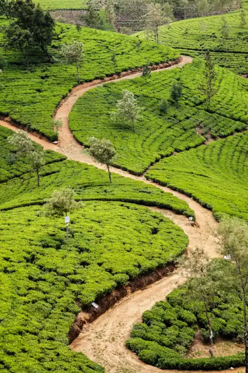 green tea hill